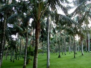 Howea fosteriana 1.jpg